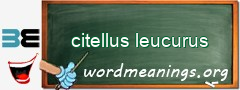 WordMeaning blackboard for citellus leucurus